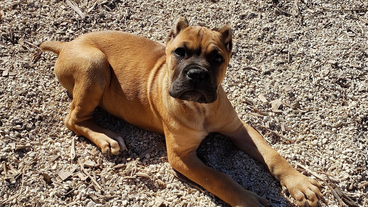 How to Train a Puppy to stop going to the bathroom in their kennel