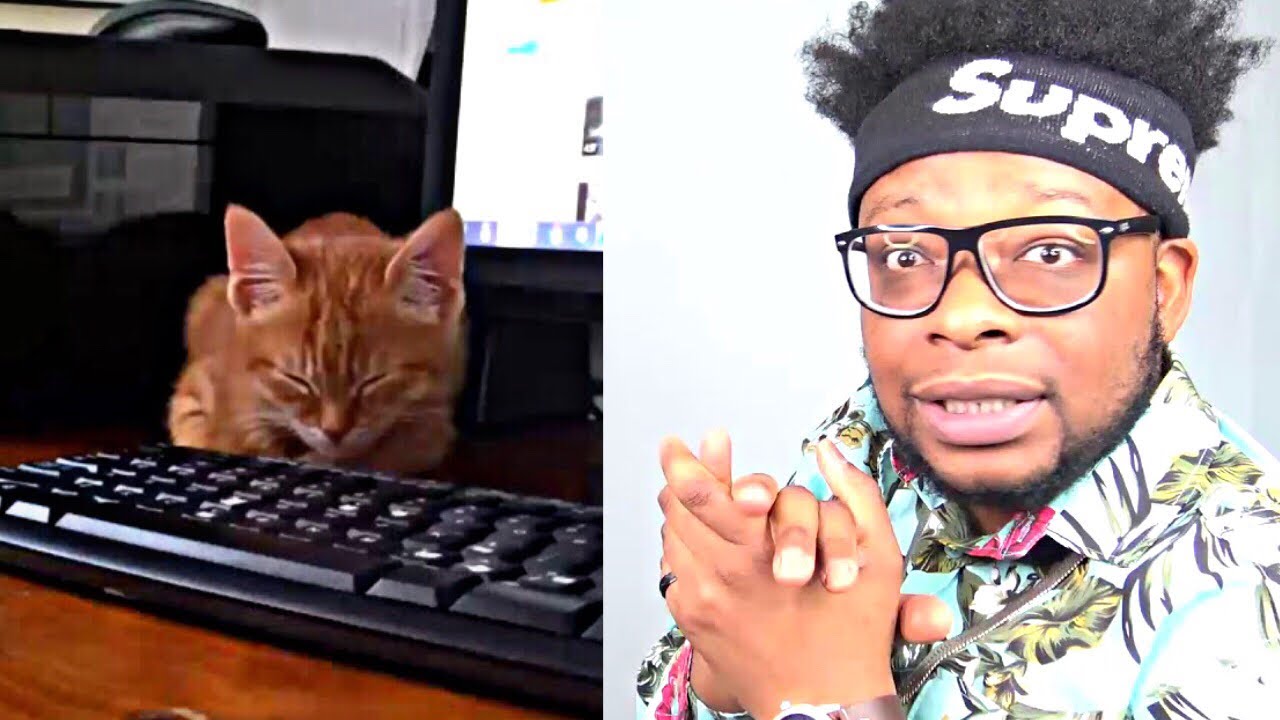 CATHOLIC REACTS TO Cute kitten listening to Quran ( Subhanallah)