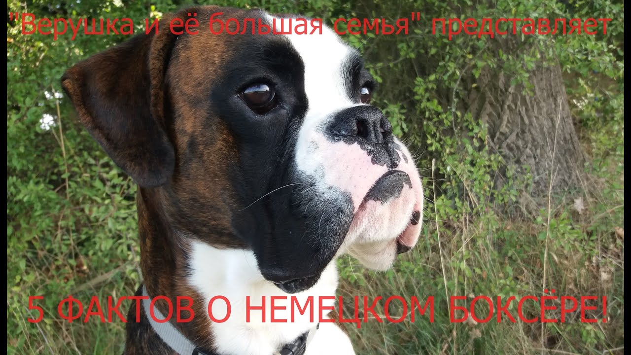 5 ВАЖНЫХ ФАКТОВ О ПОРОДЕ НЕМЕЦКИЙ БОКСЁР!Плюсы это или минусы-решать Вам!Всем кто решил взять щенка!