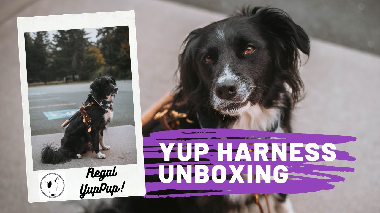 YupCollars harness unboxing!! | first try on and thoughts