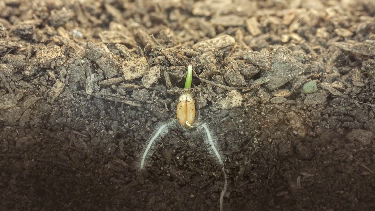 Increasing Plant Germination | The Henry Ford&rsquo;s Innovation Nation