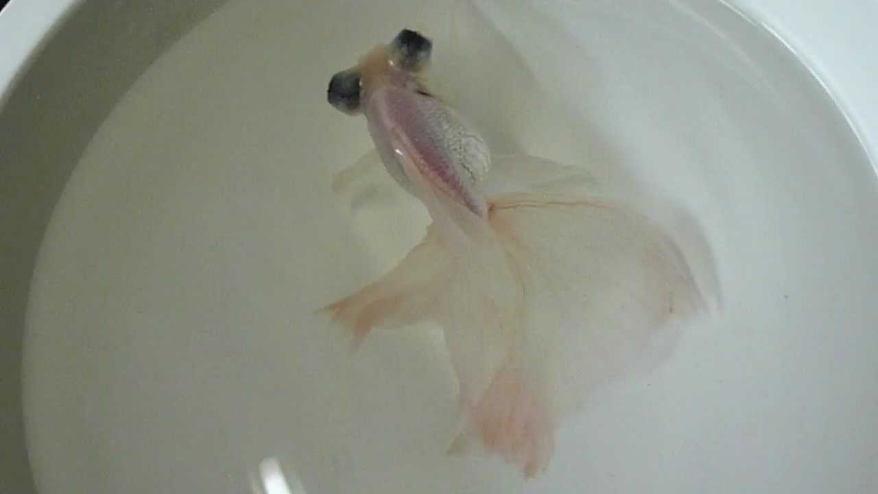 Long Fin Butterfly Tail part2