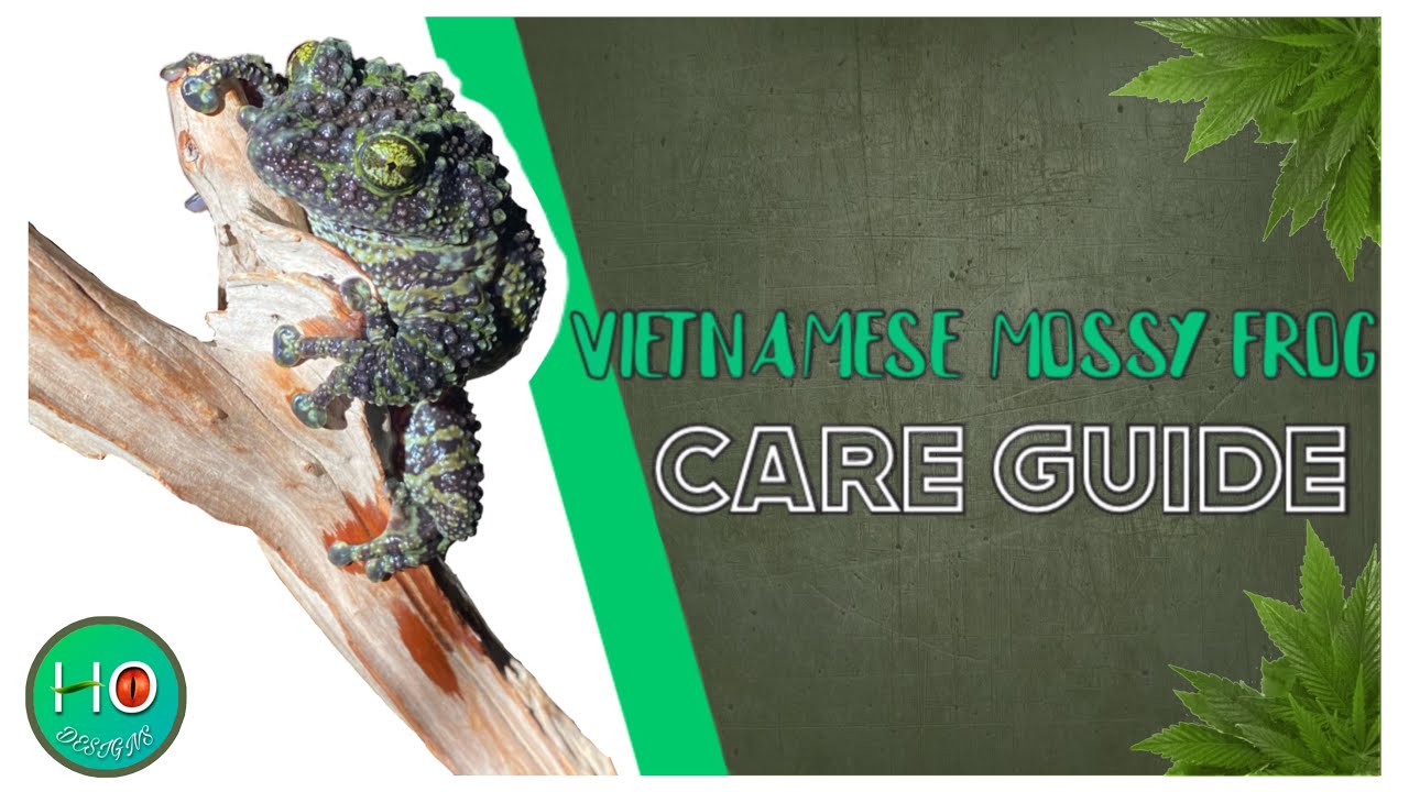 are mossy frogs good pets? (Vietnamese mossy frog care guide)