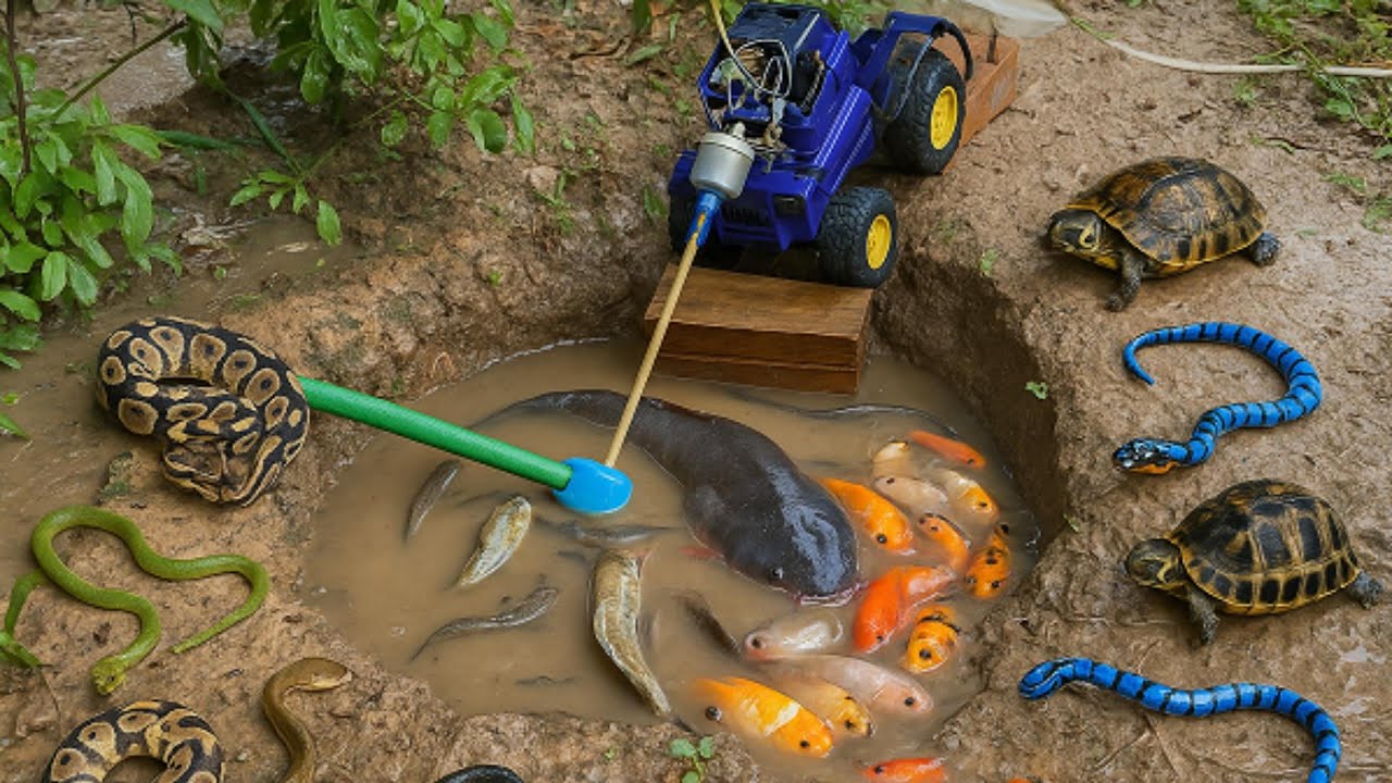 Fish Tractor | Fish Tractor Adventure! Catching Fish & Wildlife in Ornamental Ponds
