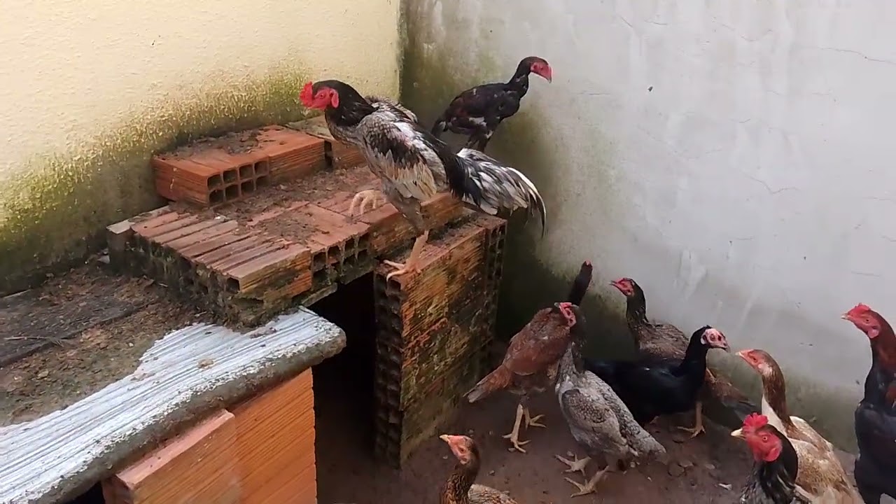 CRIAÇÃO TÁ PRODUZINDO 🐓