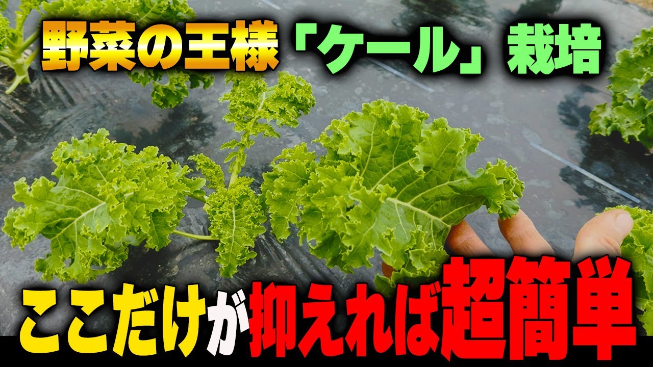 【ケール栽培】ポイントを抑えれば簡単に栽培できる栄養満点な野菜栽培