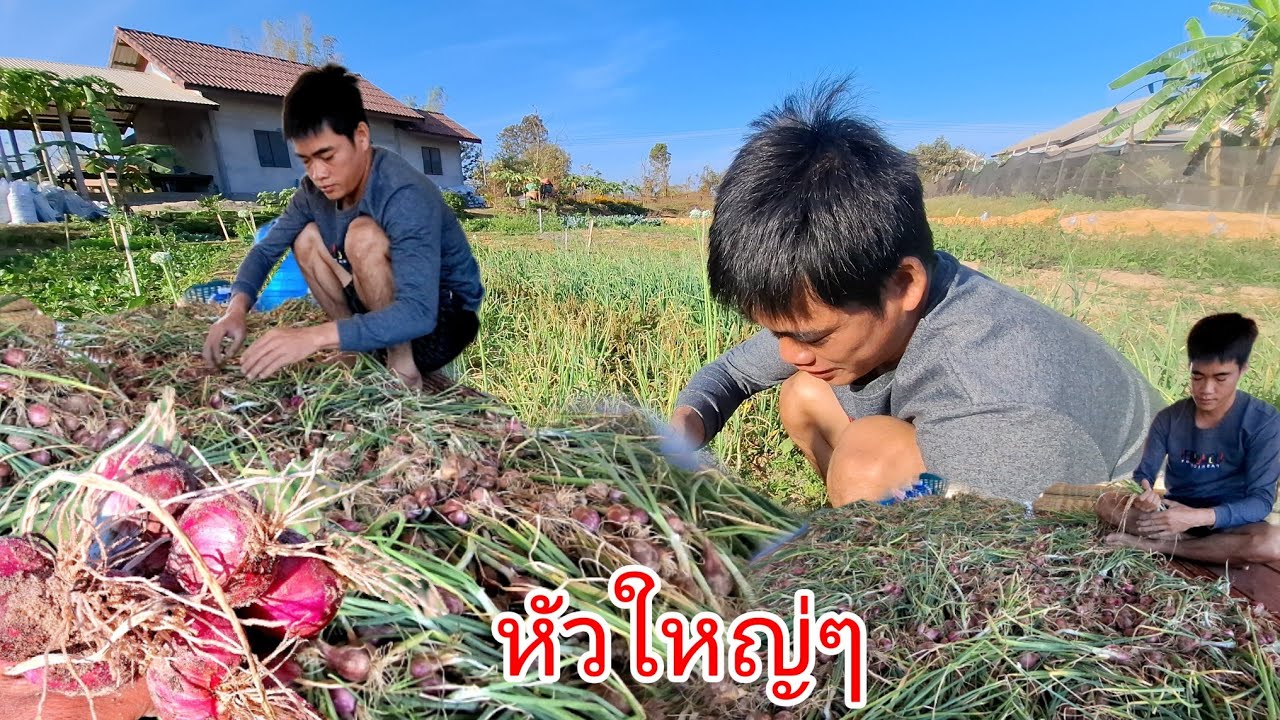 บ่าวน้ำถอนหัวหอมมีแต่หัวใหญ่ๆ.....