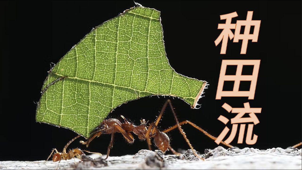 【鬼谷闲谈】切叶蚁：农 or 奴？小蚂蚁和真菌不得不说的爱恨情仇！