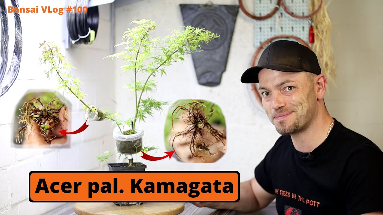 Die perfekte Vorbereitung zum Bonsai - Acer palmatum Kamangata [Abmoosen] | Bonsai VLog #100