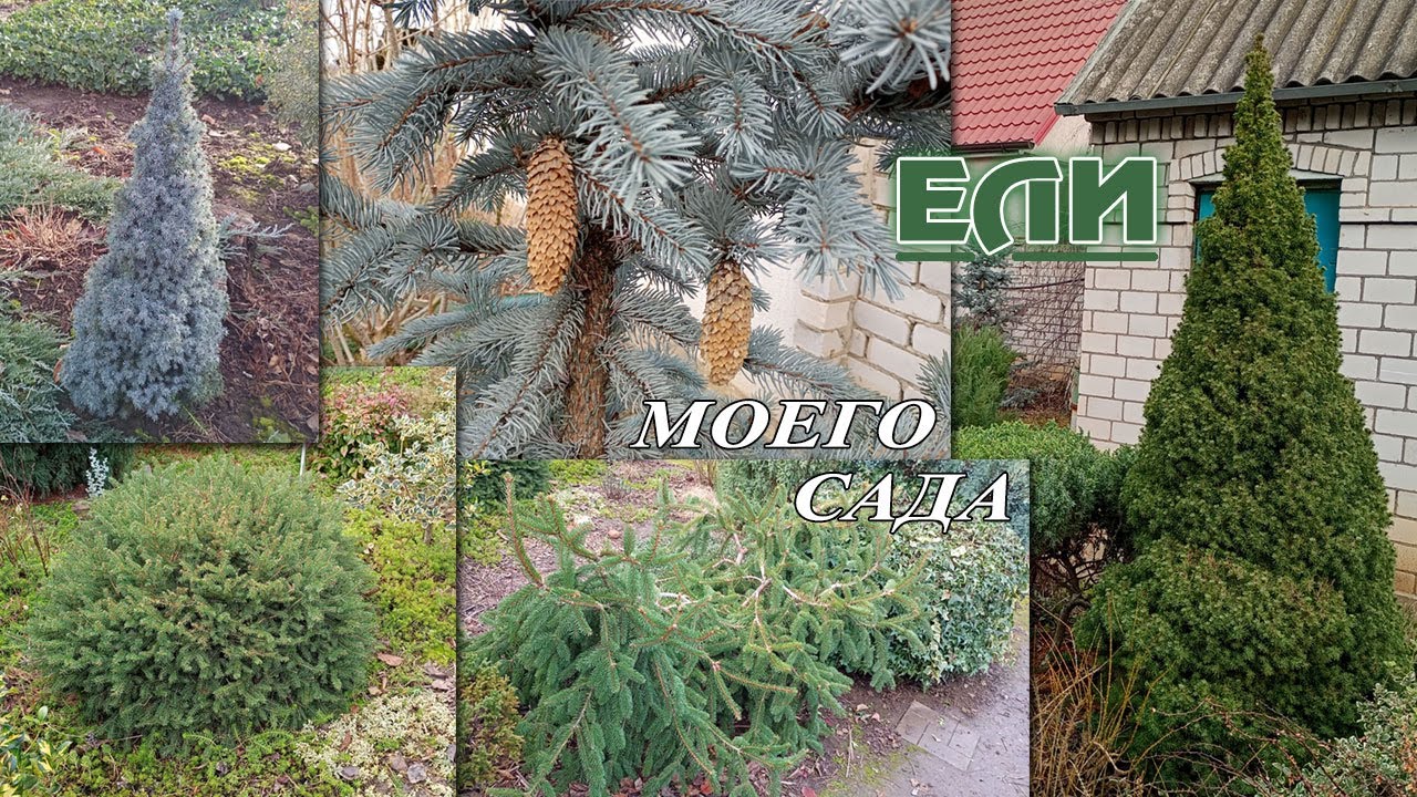 Обзор елей в моем саду. Ели в разные времена года.