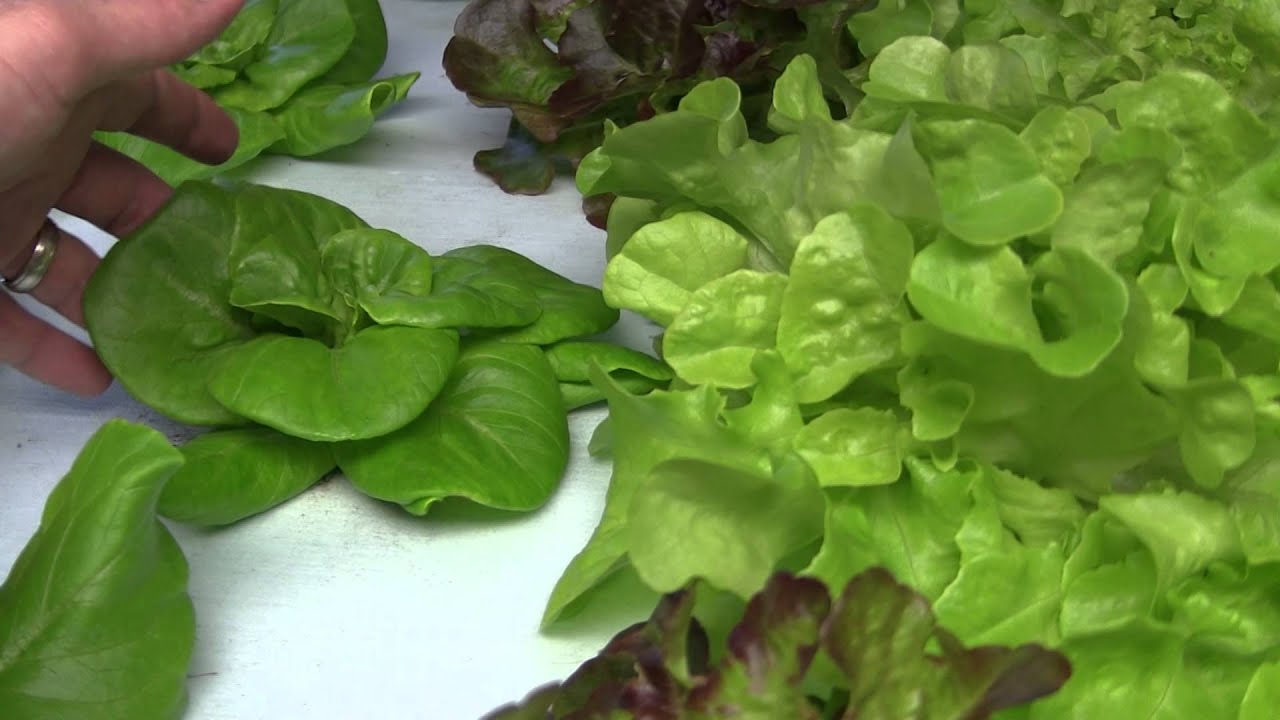 basement IBC floating raft aquaponics - Joe Neumayer