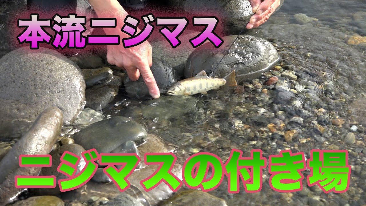 井上聡　本流ニジマスを釣る ニジマスの付き場 Satoshi Inoue fishing mainstream rainbow trout