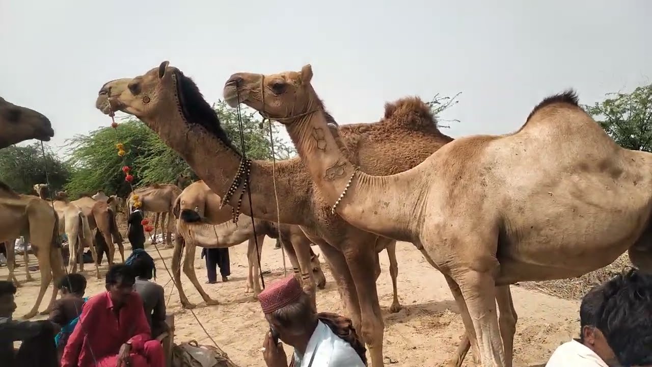 New Young Camel🐪Video|| How Camels are Enjoy #camel #viralvideo #viral #shortvideo #video #shorts