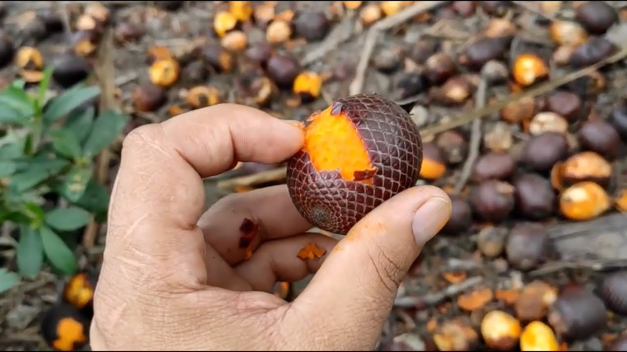 Propriedades do buriti contribuem para a saúde, como o reforço da imunidade e prevenção de câncer
