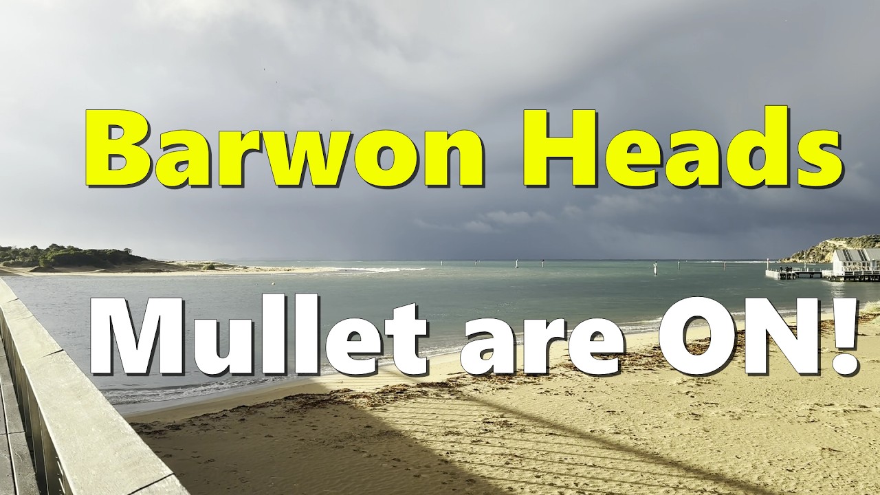 The Barwon River is FULL OF MULLET