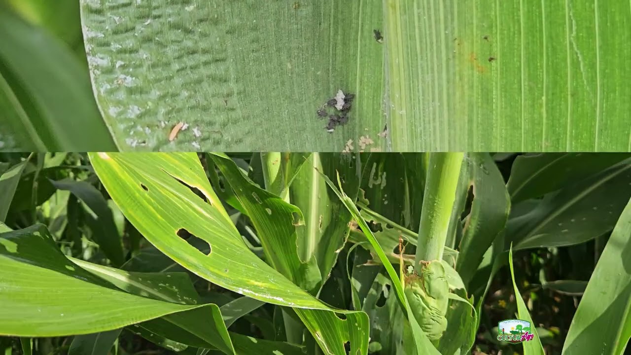 Recomendaciones para manejo del sorgo #culturagrotv #inta