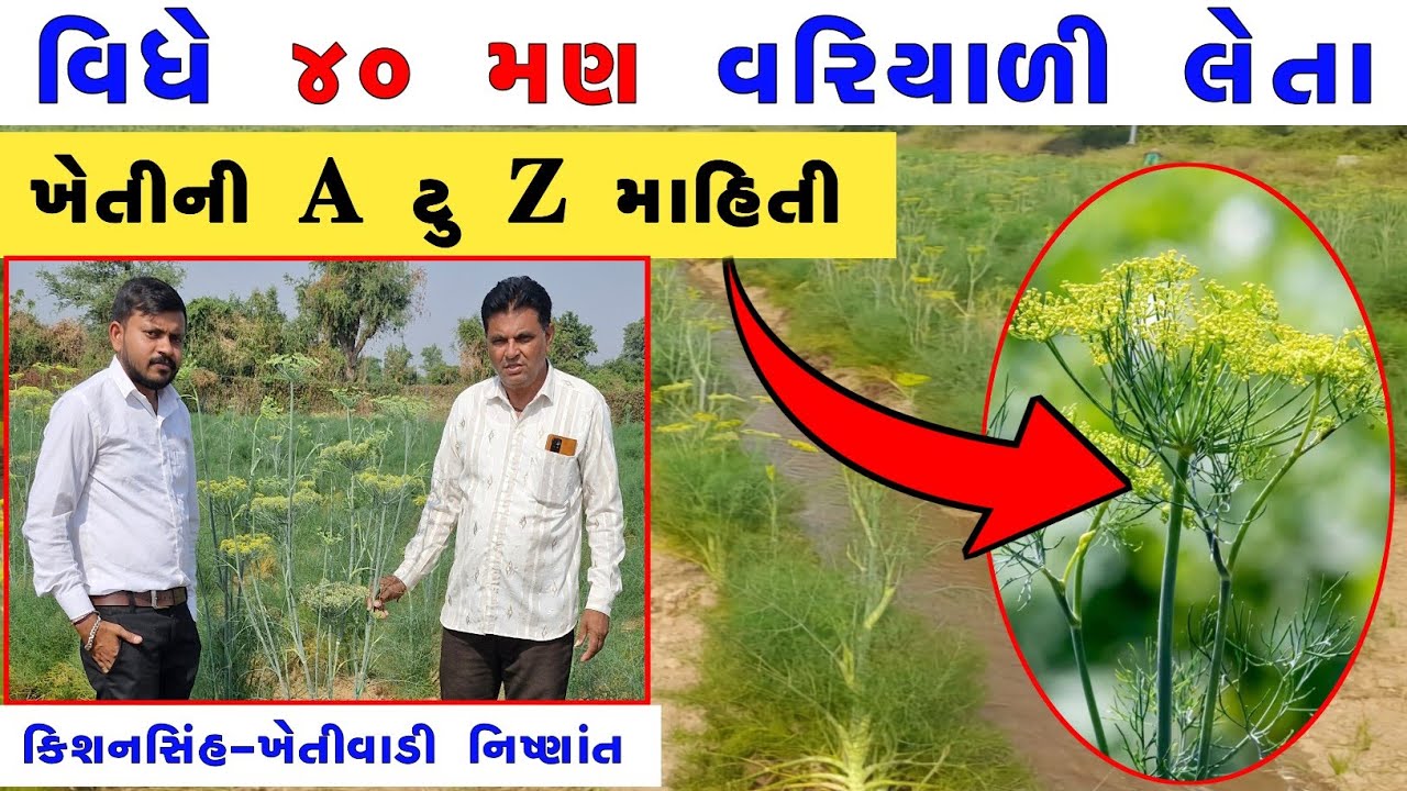 વરિયાળી ની ખેતી માં આવતા પ્રશ્નો અને નિયંત્રણની સચોટ માહિતી