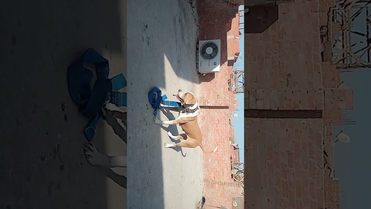 النتايه الجديده بيتبول 