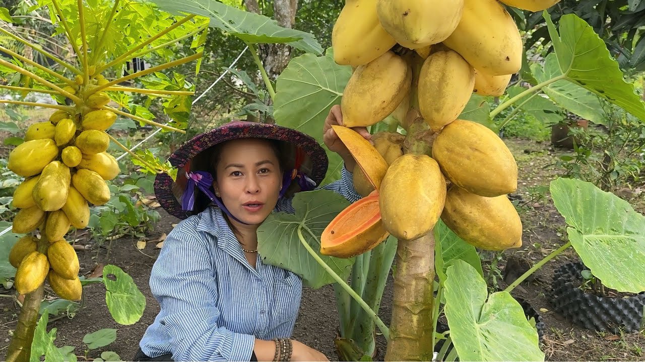 NGÀY NÀO CŨNG RA THĂM CÂY ĐU ĐỦ CHÍN CHƯA/KẾT QUẢ BẤT NGỜ 