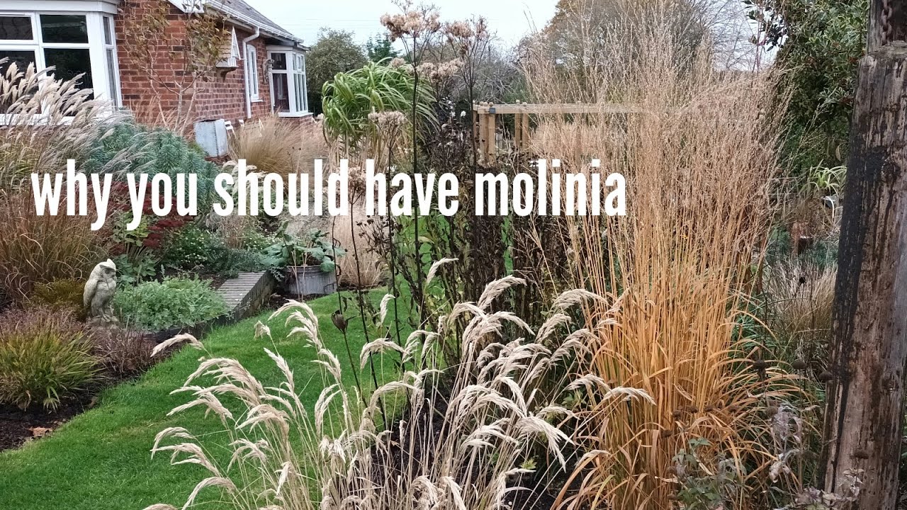 Molinia a great all round grass