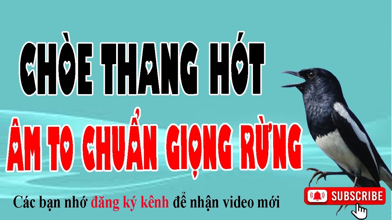 Chim Chòe Than Hót Đấu Liên Tục – Giọng Cực Đỉnh Cho Anh Em Nghe Giải Trí