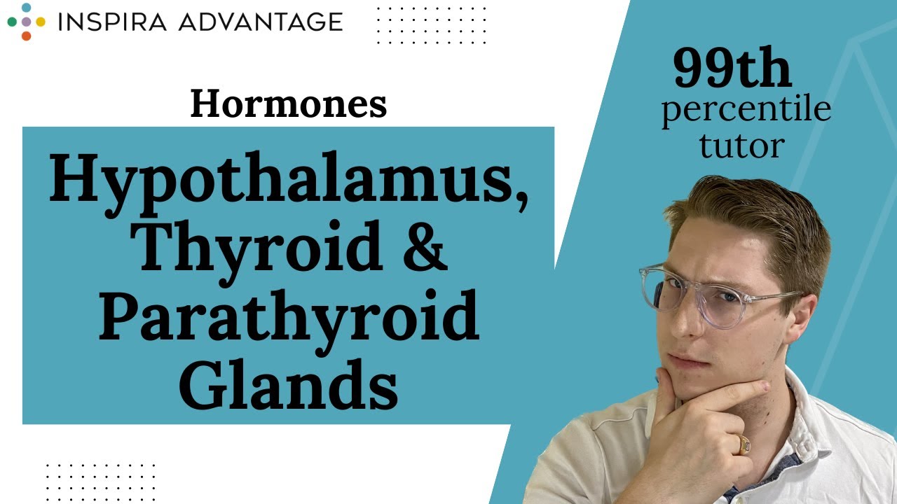 Hormones: Hypothalamus, Thyroid, and Parathyroid Glands | MCAT Crash Course