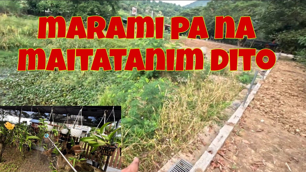 Marami na ulit  bulaklak ang mabolo | Dilig muna ng orchids bago punta sa lechunan