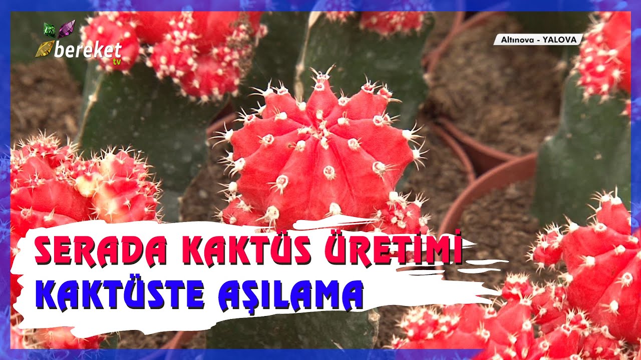 Serada Kaktüs Üretimi - Kaktüste Aşılama!