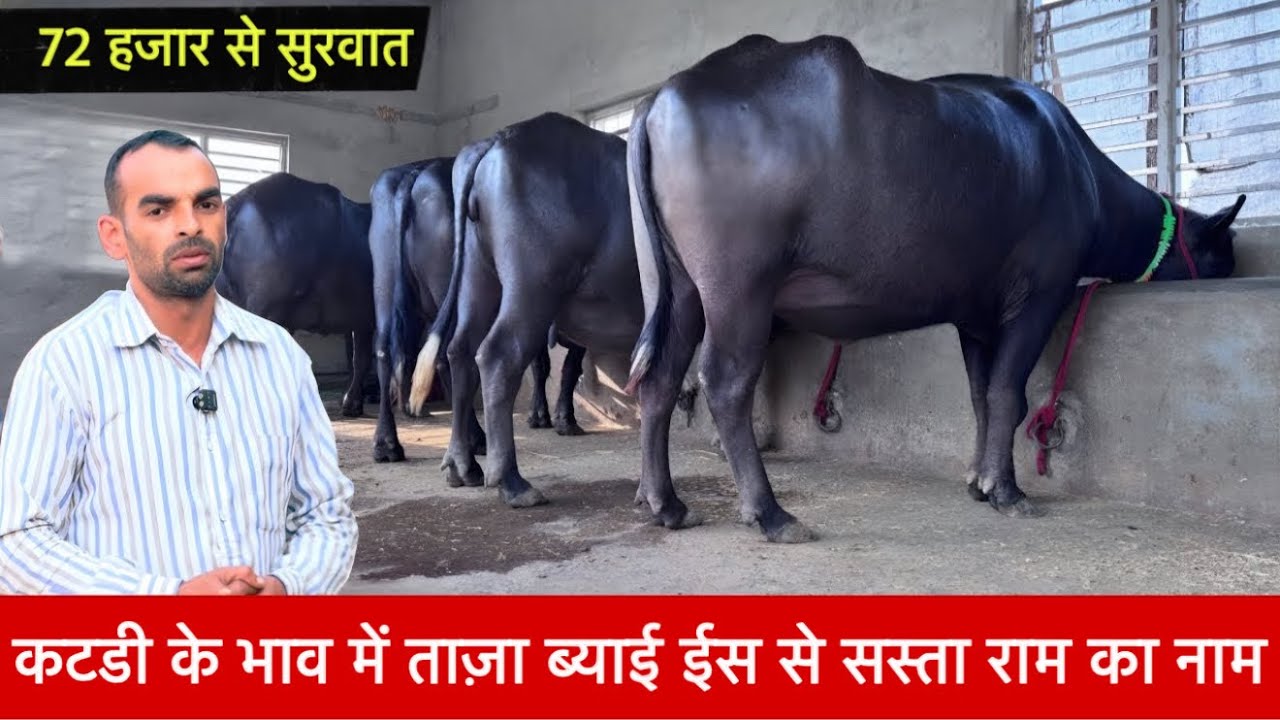 72 हज़ार से सुरवात 2 ताजा ब्याई  भैस छोटे भाव की Vead Parkesh Dairy farm ✅