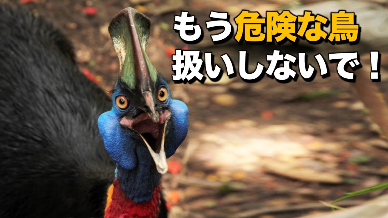 あなたが知らないヒクイドリのお話｜世界一危険な鳥って本当？