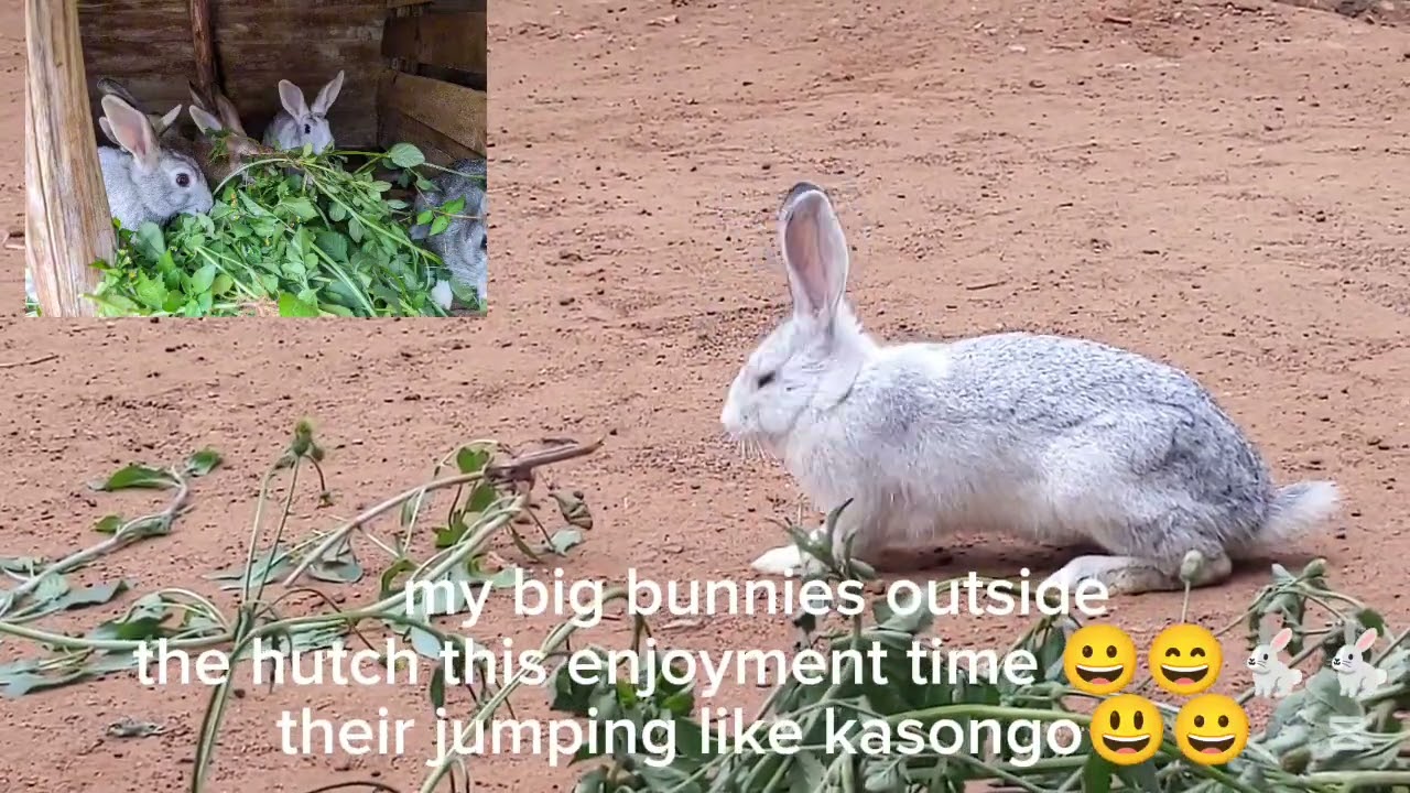 See my Bunnies outside the hutch during break time and enjoyment in the compound of the farm 