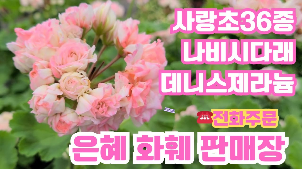 은혜화훼판매장🌳4k영상 ☎전화주문010 26514421#데니스제라늄,엔틱로즈,로즈샤넬제라늄#나비시다래#사랑초36종켄베슐라,신데렐라문,폼폼,글라블라 핑크앤화이트사랑초#아키메네스🌳