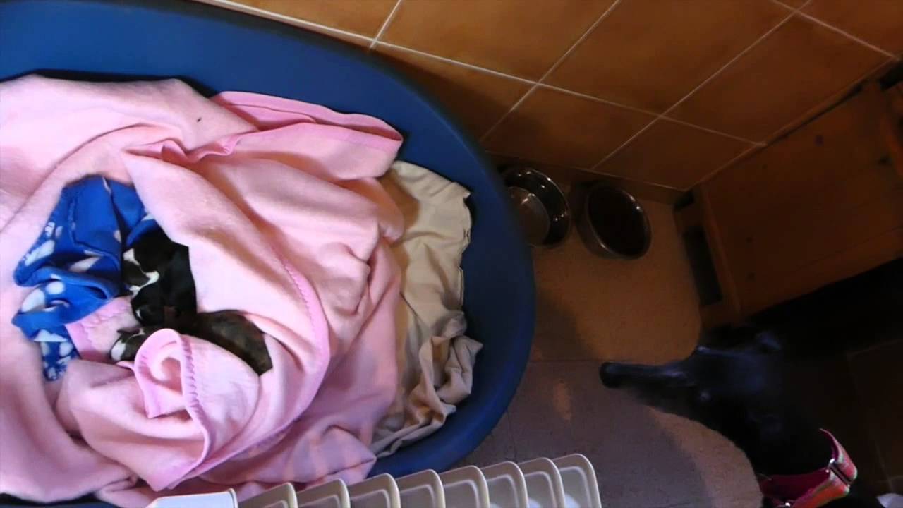 Abbey a pregnant street galga meets her pups again...