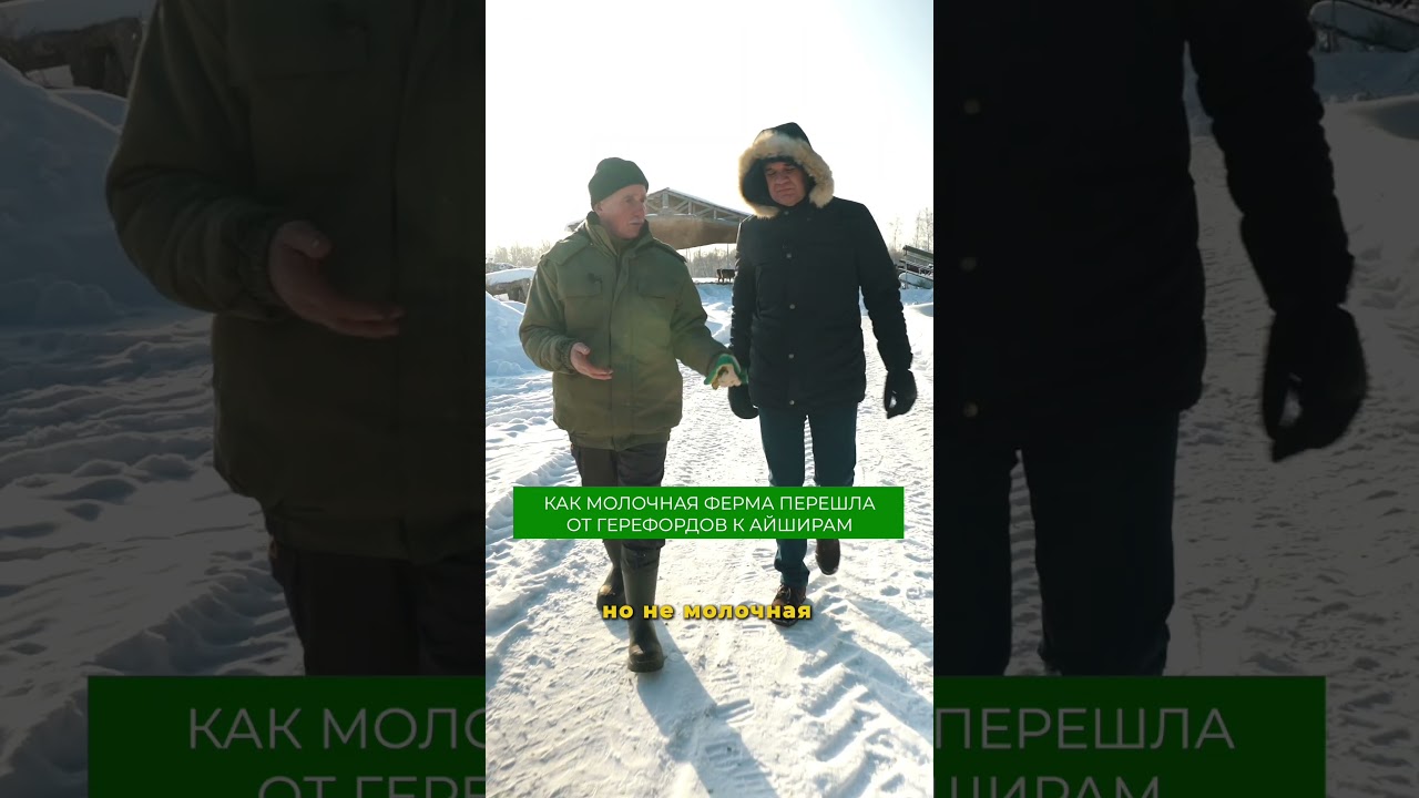 Подробнее про ферму рассказали в полном выпуске на канале #ферма #коровы #фермерство #животноводство