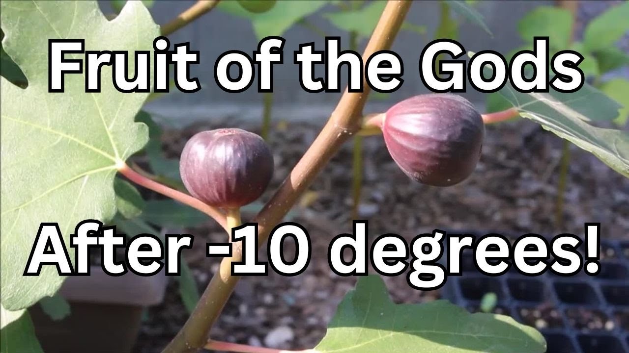 Figs in Cold Climates! They taste figgin' amazing!