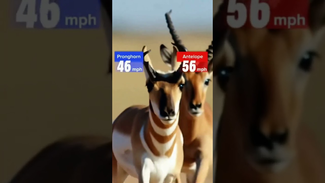 Pronghorn vs Antelope &ndash; Who&rsquo;s the Real Speed Champion? 🦌⚡🏁