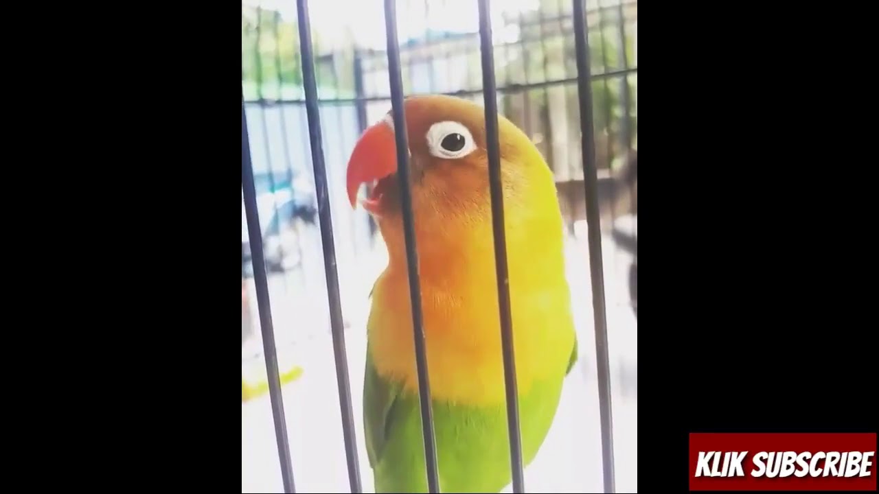 78 Pancingan lovebird ngetik langsung ngekek hanya 5 menit lovebird jadi konslet