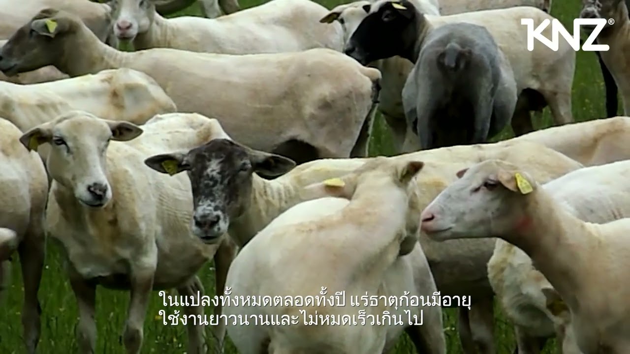 Eric Pottier พูดถึงแร่ธาตุก้อน KNZ สำหรับแกะ