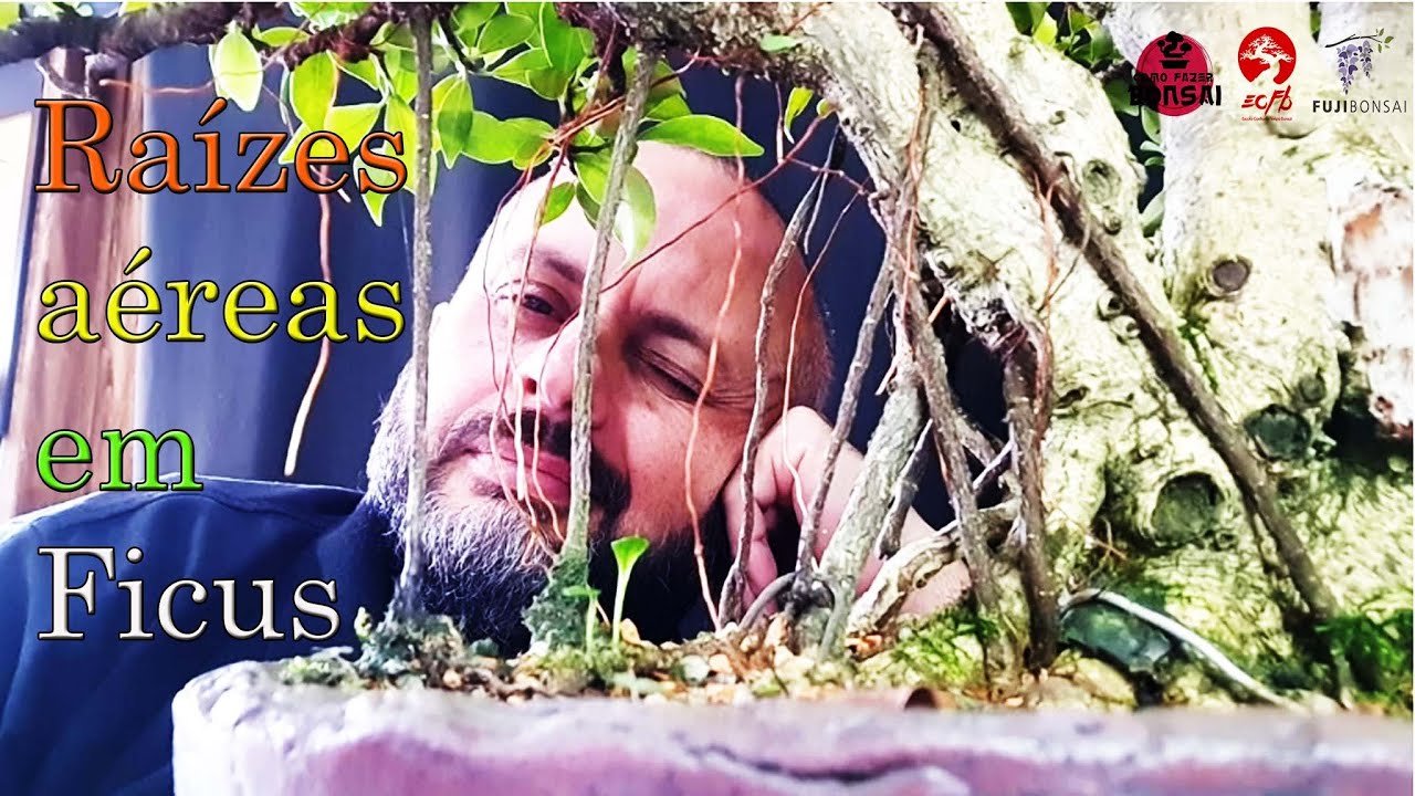 COMO FAZER RAIZ AÉREA NO BONSAI DE FICUS | Como Fazer Bonsai