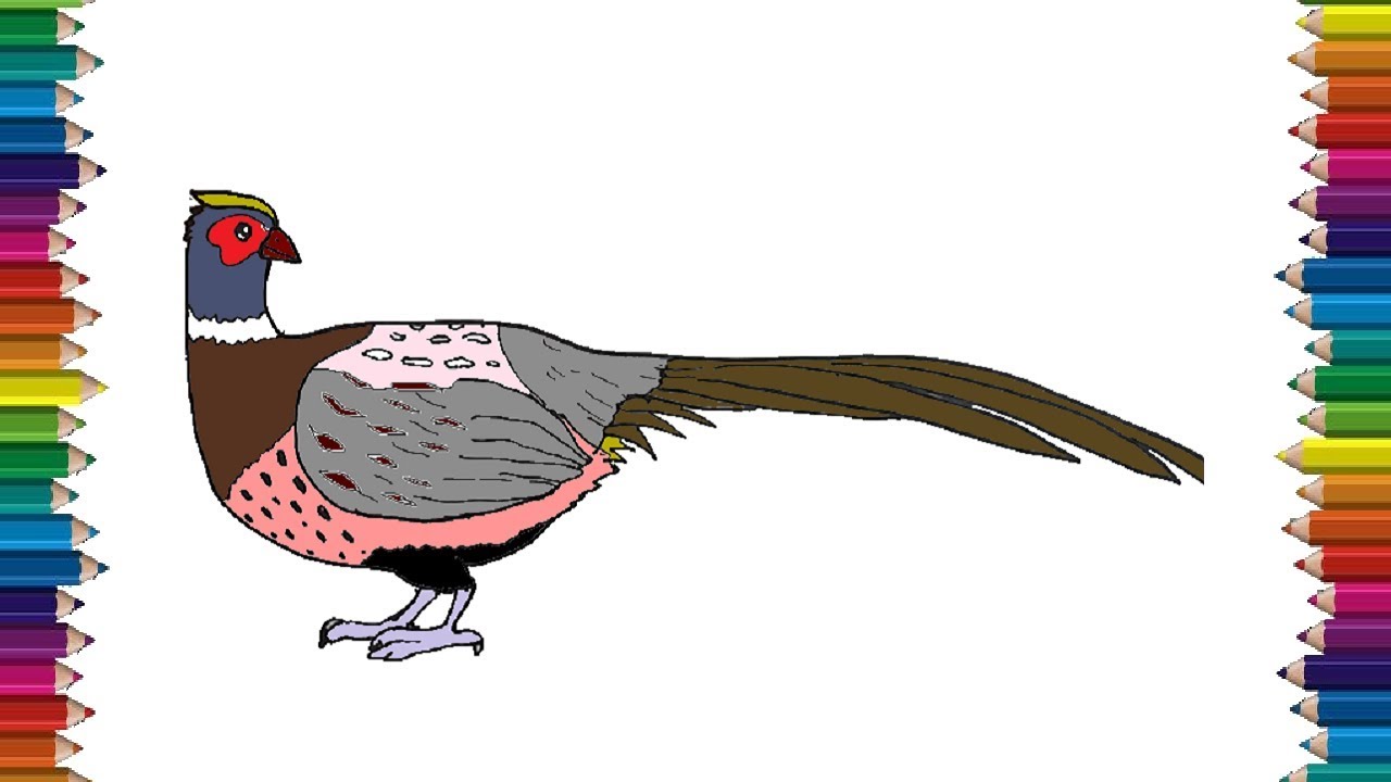 How to draw a pheasant step by step | Bird drawing easy