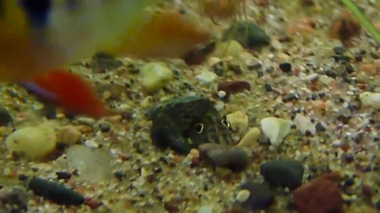 Schistura beavani (Creek Loach) burrowing behavior