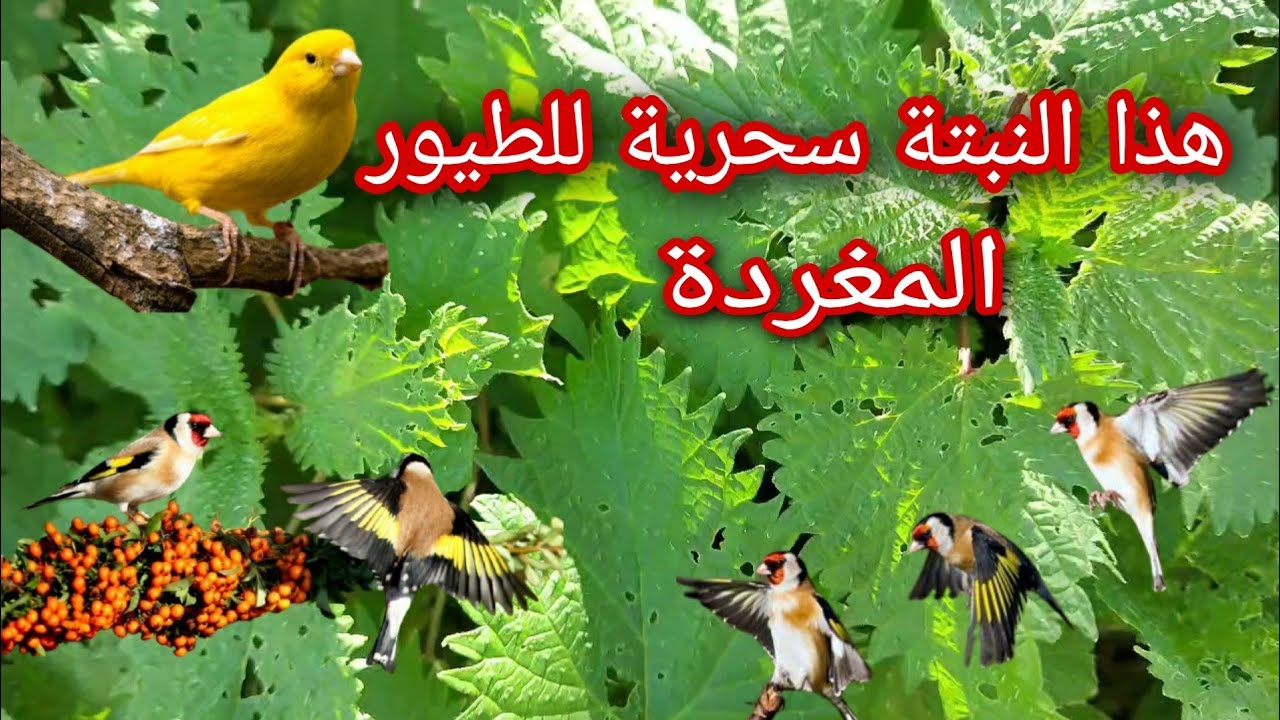 نبتة الحريق او القريص وفوائدها العظيمة للحسون والكناري