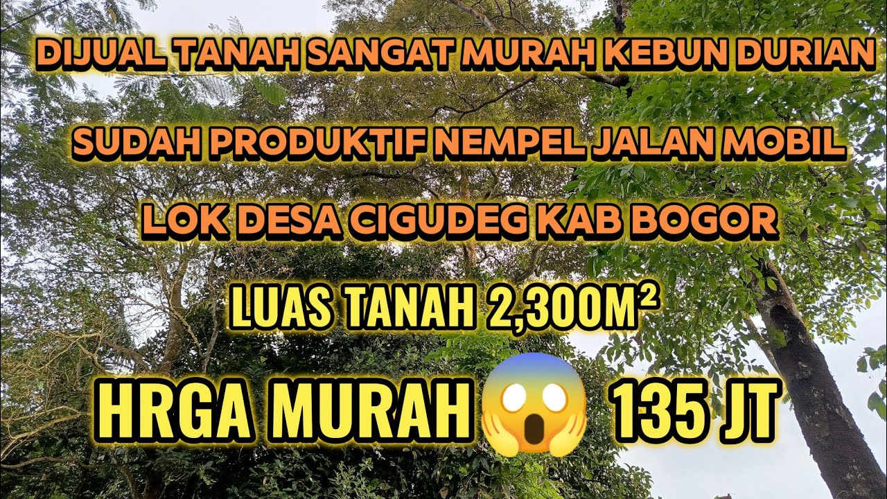 DIJUAL TANAH MURAH NEMPEL JALAN MOBIL KEBUN DURIAN DAN MANGGIS SUDAH PRODUKTIF