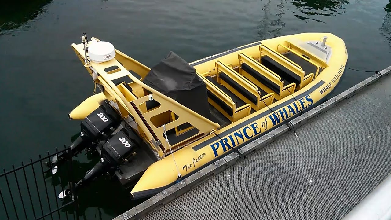 Zodiak whale watching tour with Prince of Whales in Victoria, Canada