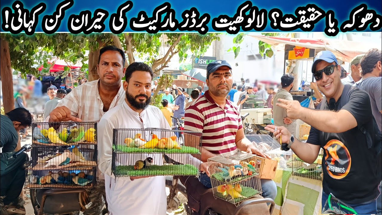 Lalukhet Sunday Birds Market 2025 Latest Update | lalukhet birds market 2025 latest update@SYEDBIRDS