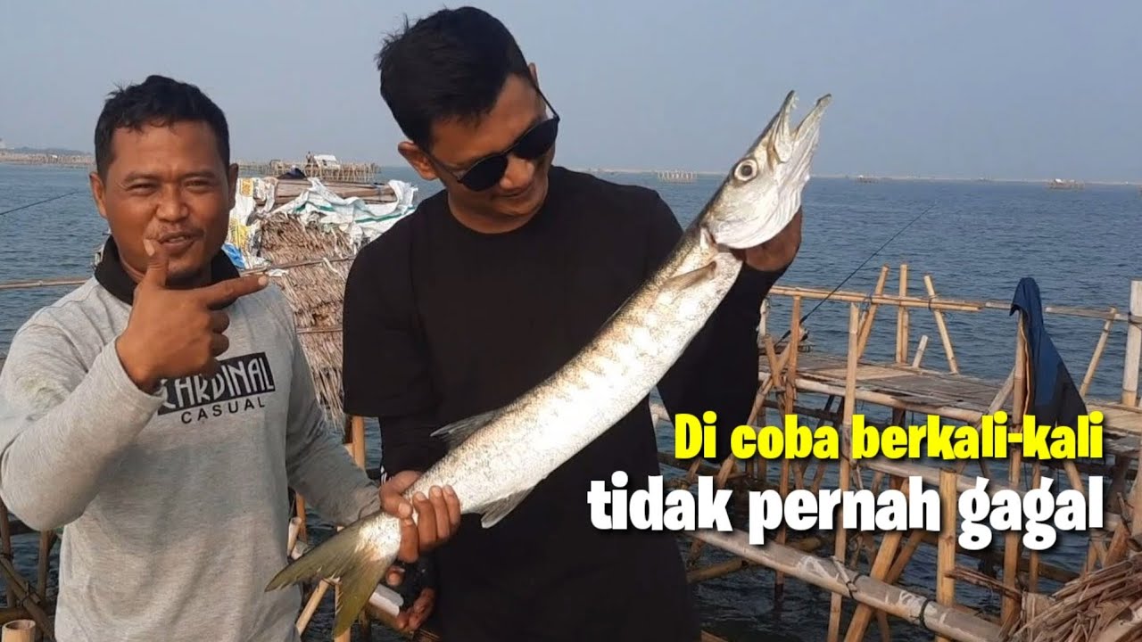 TIPS MANCING IKAN BARAKUDA BESAR DI BAGAN || TERBUKTI JARANG GAGAL