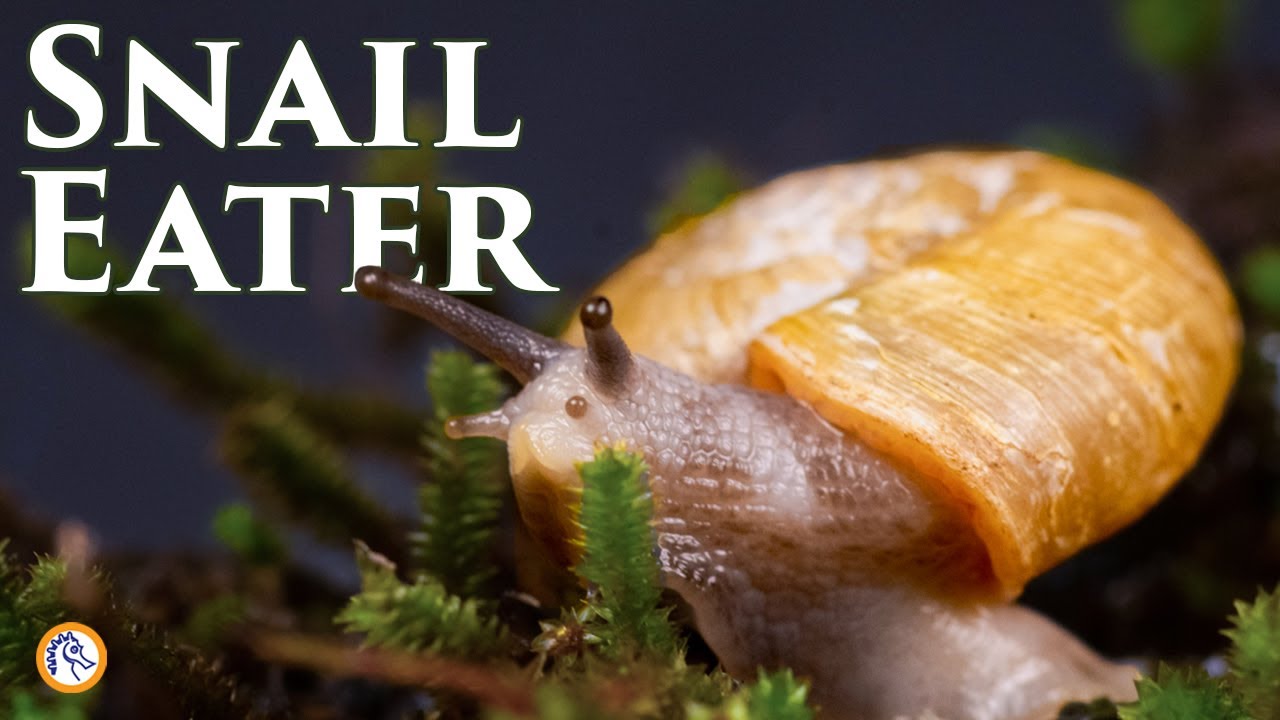 It's a Snail Eat Snail World: The Gray-foot Lancetooth