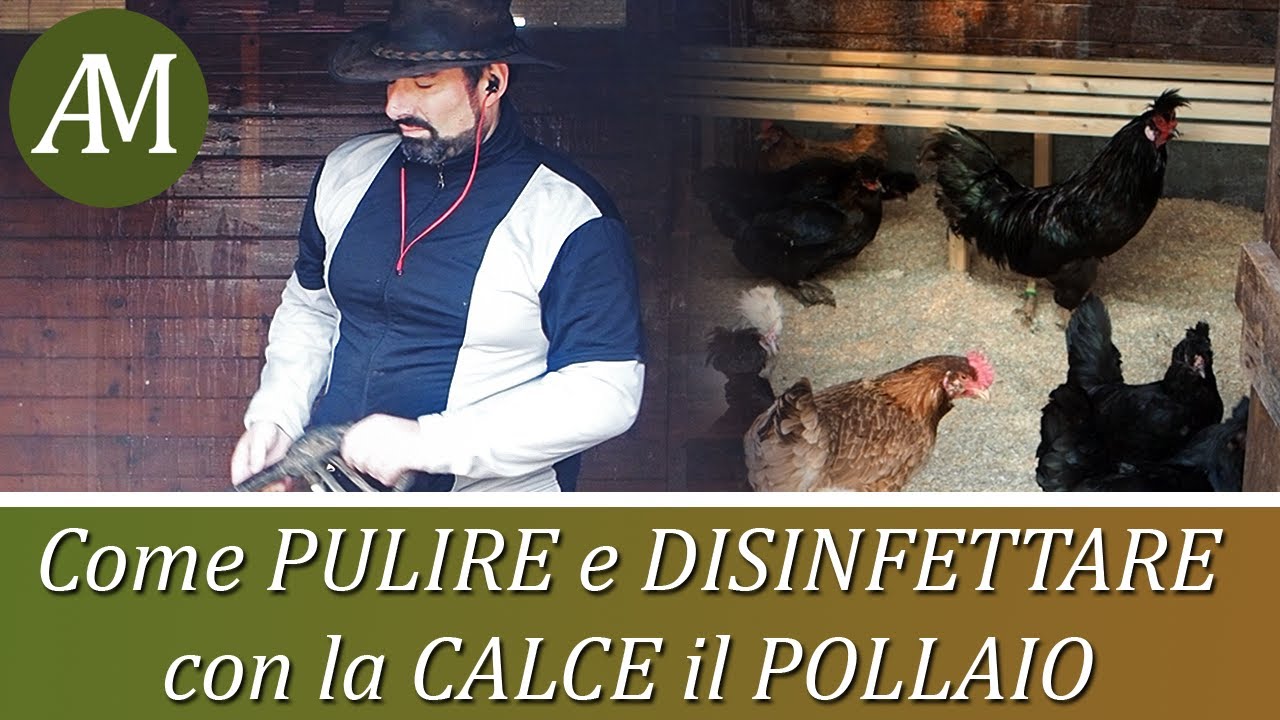 Come pulire e disinfettare con la calce il pollaio - Avicoltura