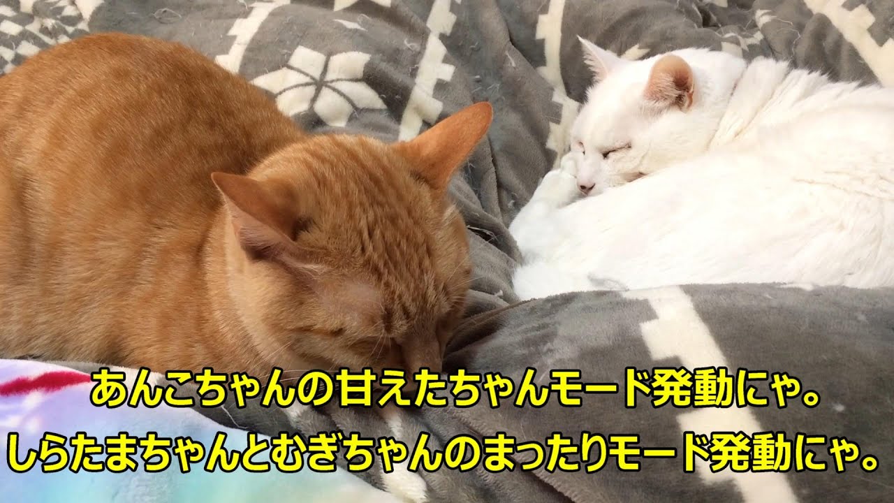 【猫】にゃんこ日和ちゃんねる。しらたまちゃん、あんこちゃん、むぎちゃんの爆裂モード発動にゃ。【にゃんこ】