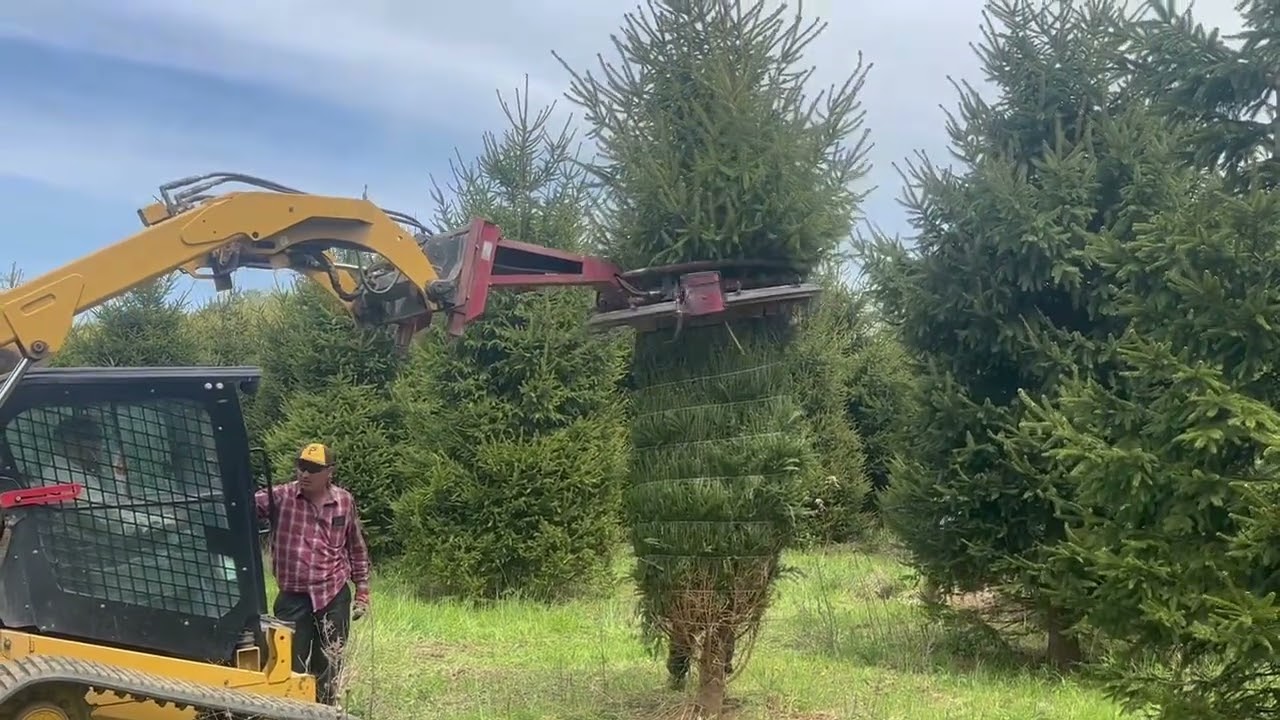 Skid steer tree tyer - 24’ Norway Spruce 
